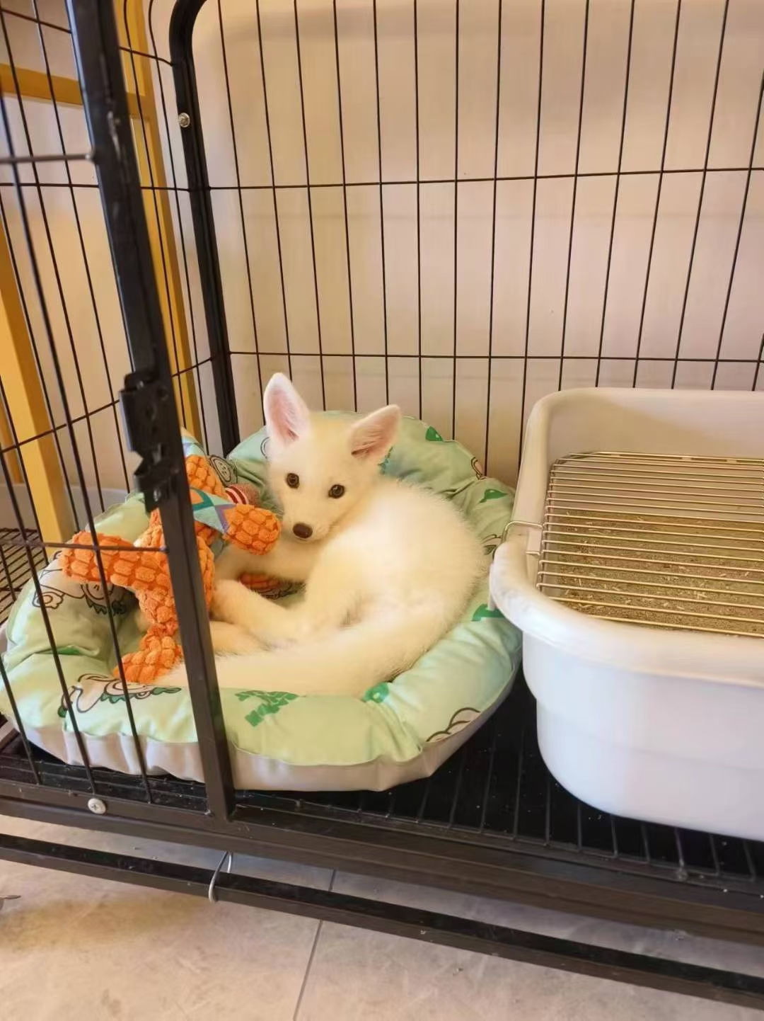 白狐